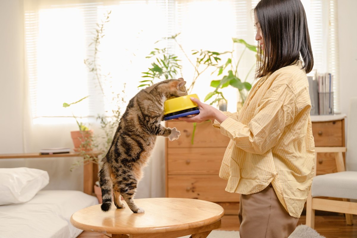 Woman holding a yellow bowl up to a tabby cat standing on a wooden stool