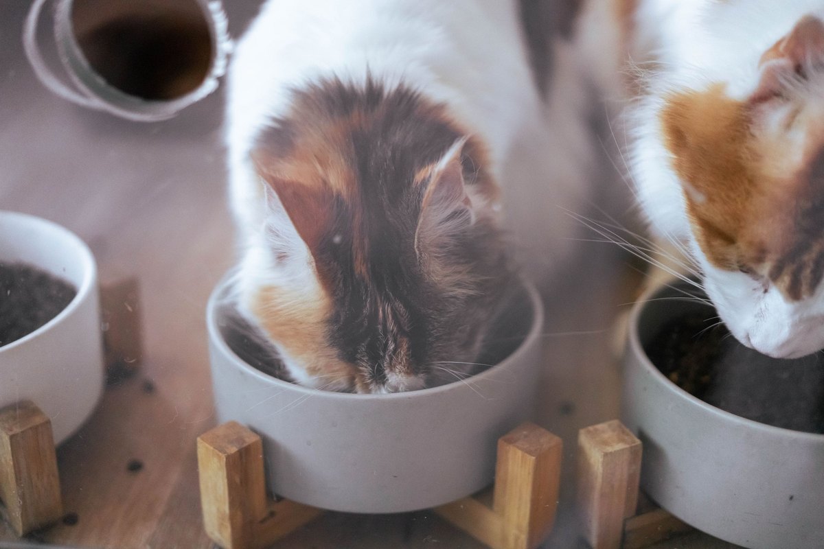 Two cats eating from gray bowls on wooden stands